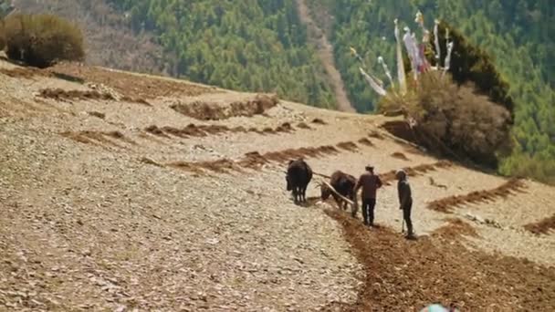 ГХЯРУ, НЕПАЛ - CIRCA, 2019: Непальские крестьяне возделывают скалистые высокогорные поля — стоковое видео