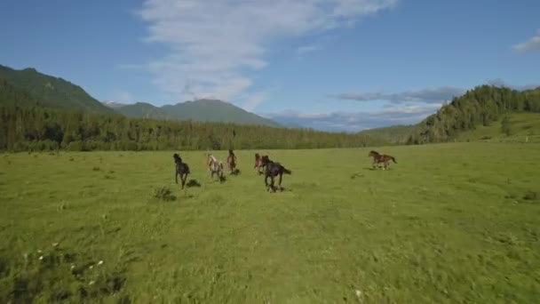 Free horses run galloping over grassland meadow field at sunny foothills — Stock Video