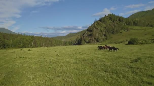 Manada de caballos galopando sobre campos de prados soleados cerca de colinas forestales — Vídeos de Stock