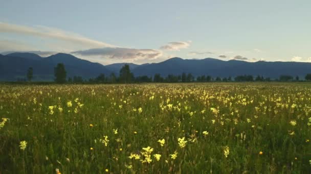 Wide meadow full of dropwort flowers against dark blue mountains before sunrise — Stock Video