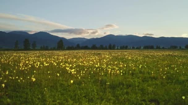 Brede groene weide vol weiden bloemen, blauwe mistige heuvels voor zonsopgang — Stockvideo