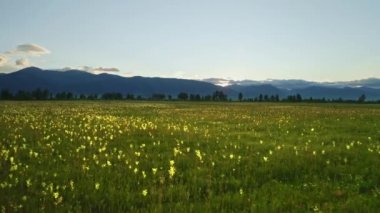 Çayırlık tatlı çiçeklerle dolu güzel bir tarla, gündoğumu aurora ile mavi dağlar