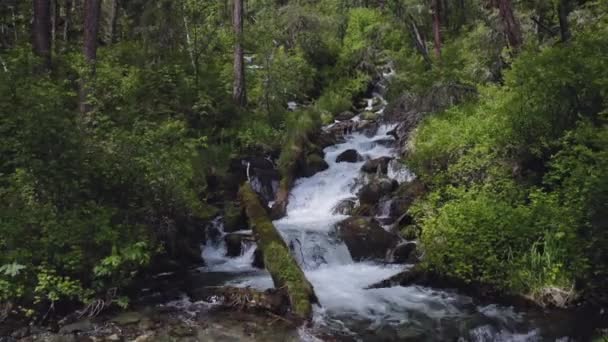 Волшебный лесной водопад, ручей каскад в лесу, вода течет возле упавших стволов — стоковое видео