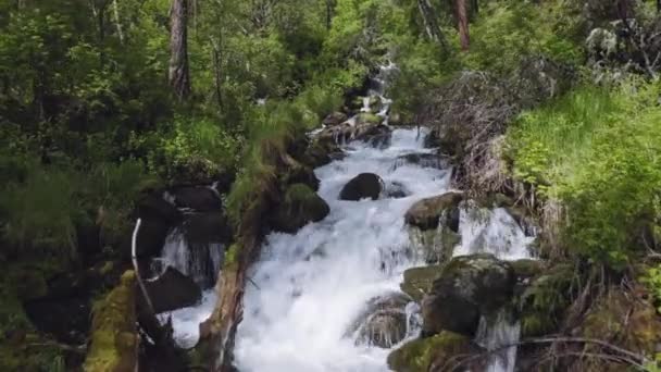 Сказочный лесной ручей, водный каскад падает на мшистые камни и упавшие стволы — стоковое видео