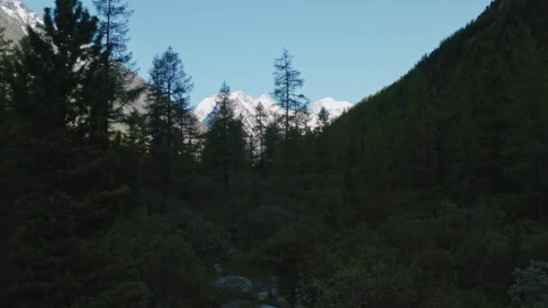 Bosque oscuro denso de coníferas, cedros verdes y alerces crecen junto al pico de nieve — Vídeos de Stock