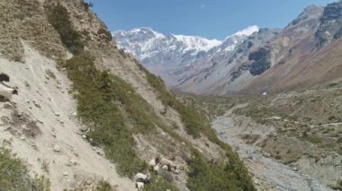 Dağ keçisi sürüsü kayalık yamaçları aşarak vadideki nehir akıntısına doğru koşar.