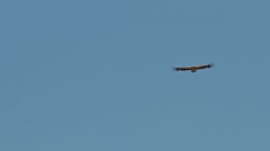 Himalaya griffon akbabası yükseklerde uçuyor, açık mavi gökyüzünde devasa kanat genişliğinde bir kuş.