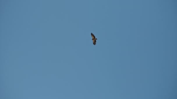 Гімалайський грифон, що ширяє високо в ясному синьому небі, відлітає птах. — стокове відео