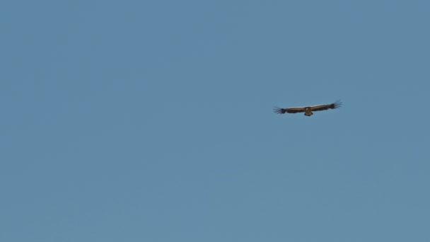 Гімалайський грифон, який високо літає, величезний розмах крил у ясному синьому небі. — стокове відео