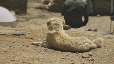 Güneşli dağlık kampta kayalık zeminde yatan beyaz köpek, rüzgar kürkünü sallıyor.