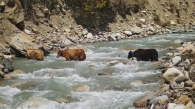 Üç kahverengi öküz dağ nehri akıntısında vahşi su akıntısı boyunca hareket eder.