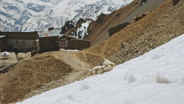 Cão branco rolando na neve perto do acampamento das terras altas contra a enorme encosta congelada da montanha — Vídeo de Stock