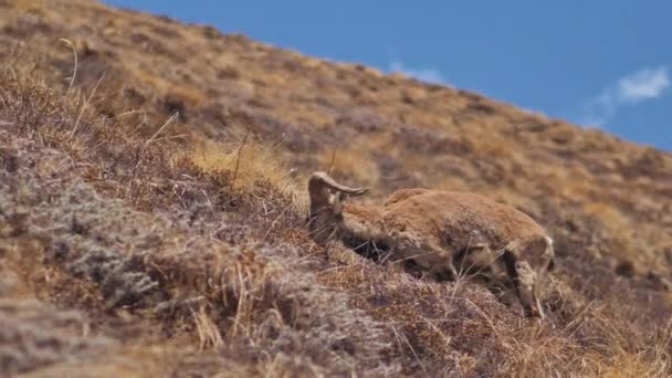 Гималайские голубые овцы бхарал пасутся на солнечном горном склоне, поедая сухую траву — стоковое видео