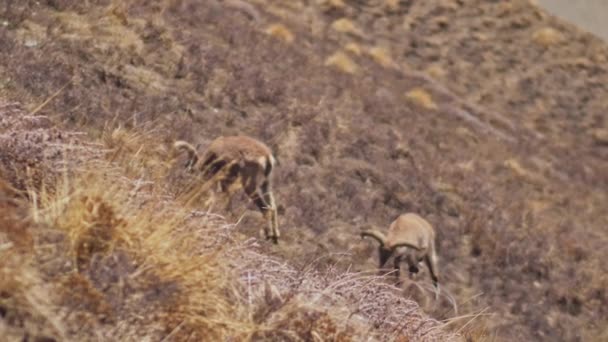 Deux moutons bleus de l'Himalaya camouflés mangeant de l'herbe sèche sur une pente ensoleillée 