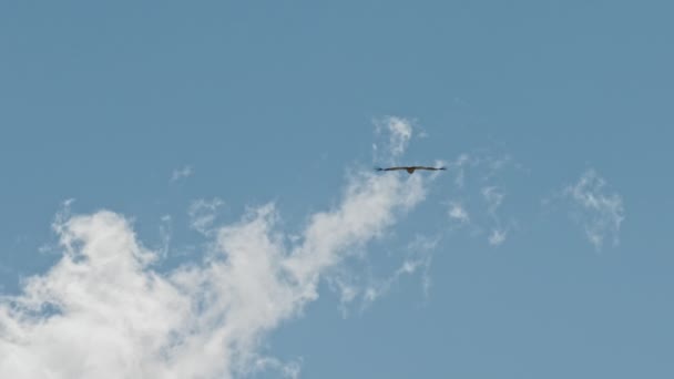 Énorme vautour de l'Himalaya s'envoler haut dans l'air, oiseau voler dans le ciel bleu avec des nuages légers — Video