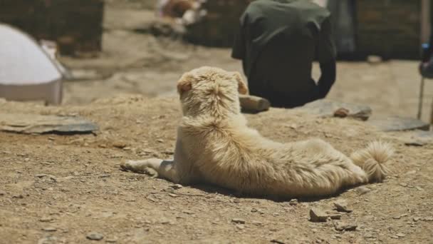 Güneşli dağlık kampta kayalık zeminde yatan beyaz köpek, rüzgar kürkünü sallıyor. — Stok video
