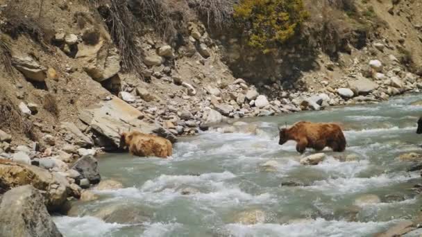 Волосатые коричневые яки, проходящие через дикий поток воды в горной реке — стоковое видео