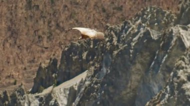Himalaya griffon akbabası kayalık dağın üzerinden süzülür, dev kuş bir avın izini sürer