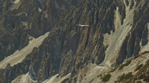 Avvoltoio grifone himalayano volare in montagna, uccello enorme volare sopra scogliere soleggiate — Video Stock