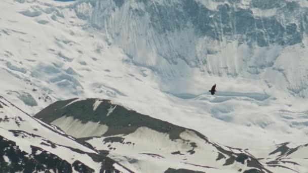 喜马拉雅山狮鹫飞行，巨大的鸟儿在闪亮的冰川群山中翱翔 — 图库视频影像