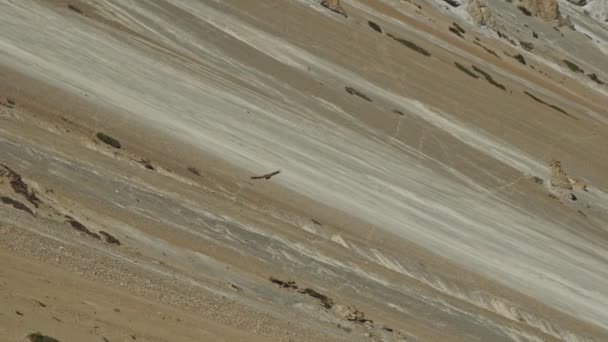 Buitre leonado del Himalaya se eleva sobre la ladera de la montaña del desierto, vuelo de aves carroñeras — Vídeo de stock