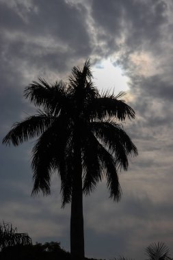 Ambala-Shimla otoyolu, Pinjore, Chandigarh, Haryana 'daki Pinjore bahçesinde arka planda mavi gökyüzü olan hindistan cevizi ağacı.