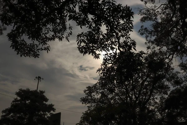 Silhouette Tree Sky Background — Stock Photo, Image