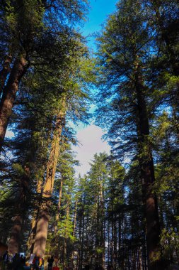 Çam ağaçlarının arasında gökyüzünü görebileceğiniz bir boşluk var..