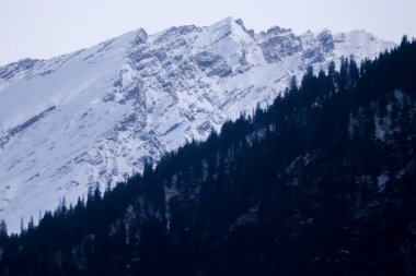 Arkaplanda karla kaplı bir dağ ve önünde çam ağaçları var..