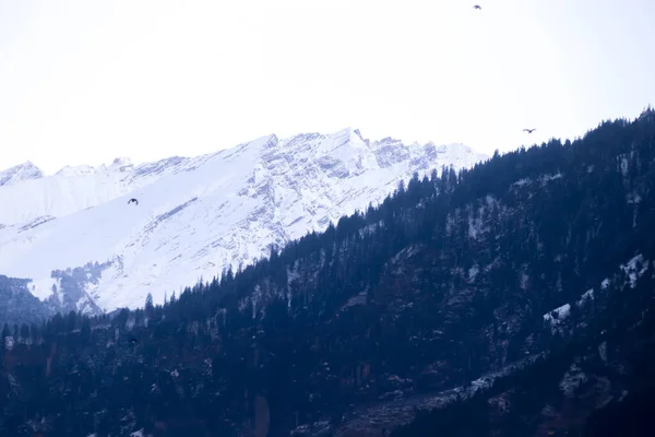 手前の松で覆われた山を背景に雪に覆われた山 — ストック写真