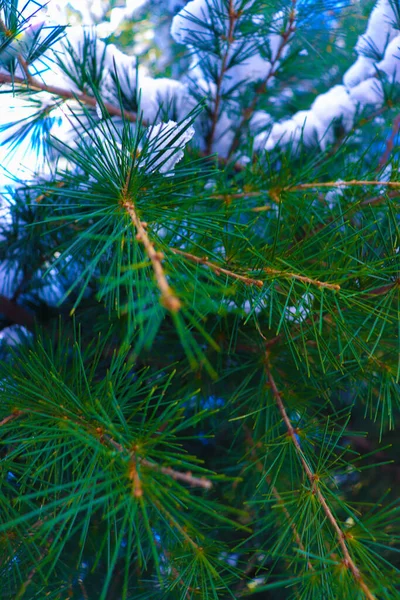 Snow Covered Pine Tree Branches Close — Stock Photo, Image