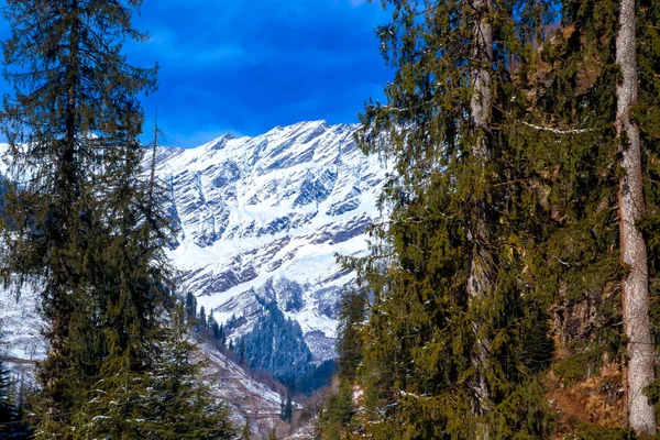 Pine tree on both sides of the frame and snow-covered mountain in the middle.