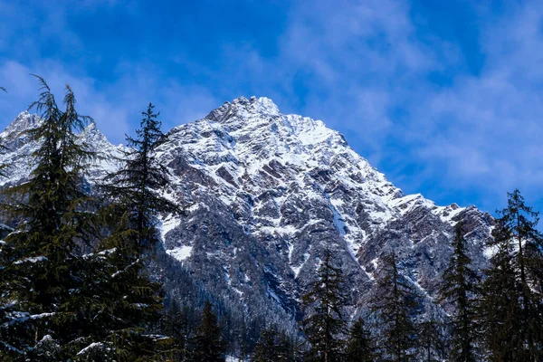 snow-covered mountain with pine trees at the bottom of the mountain