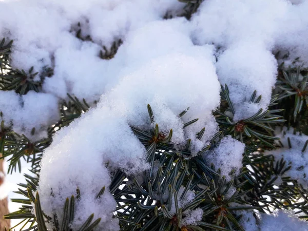Schneebedeckte Fichtenzweige — Stockfoto
