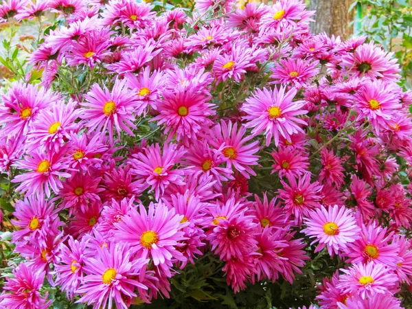 Autumn Pink Flowers Flowerbed — Stock Photo, Image