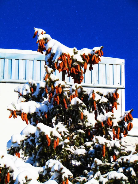 Schneebedeckte Fichten Hintergrund Des Gebäudes — Stockfoto