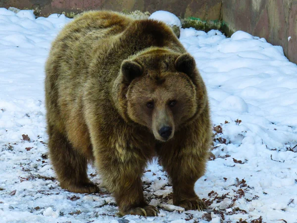 Big Brown Bear Reserve — Stock Photo, Image