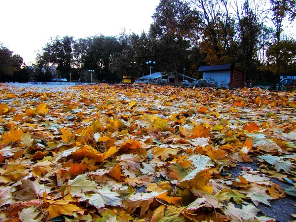 Gefallenes Herbstlaub Park — Stockfoto