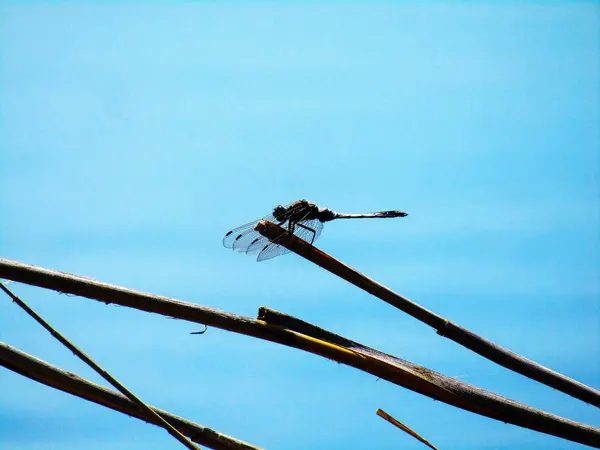 黑色蜻蜓在水面上的芦苇上 — 图库照片