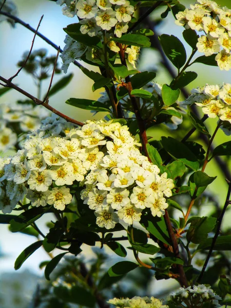 Kwitnący Krzew Spirea Wiosną — Zdjęcie stockowe