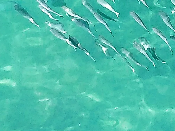 Flock of fish in ocean