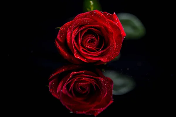 Red Rose på svart bas — Stockfoto