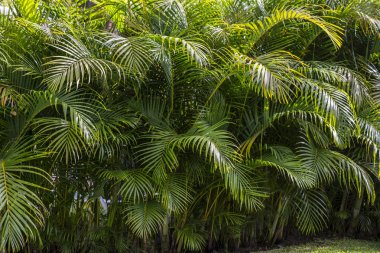 Yaklaşan bitki detay