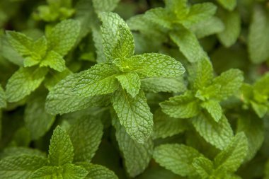 Nane bitkisi sebze bahçesinde yetişir.