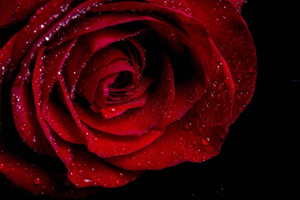 Red Rose på svart bas — Stockfoto