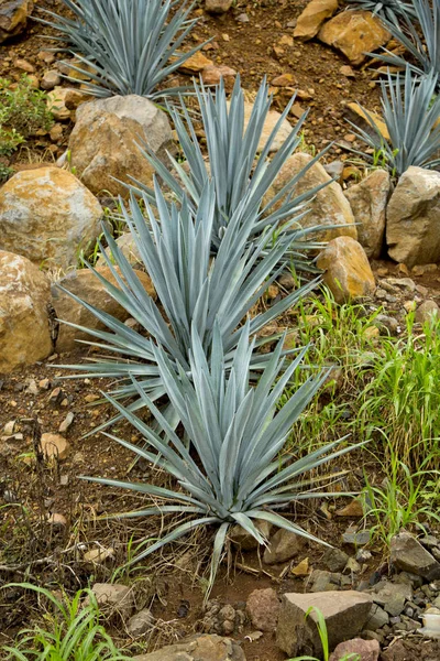 Agave tequila landschap — Stockfoto