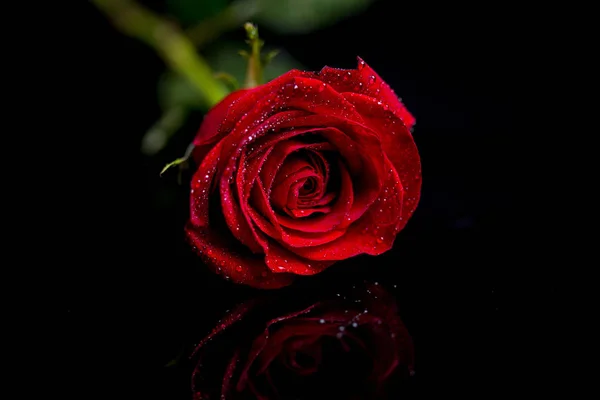 Rose rouge sur fond noir — Photo