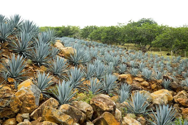 Tequila landschap Agave — Stockfoto