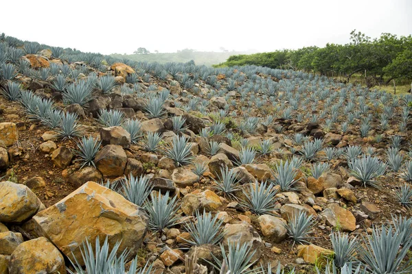 Tequila landschap Agave — Stockfoto
