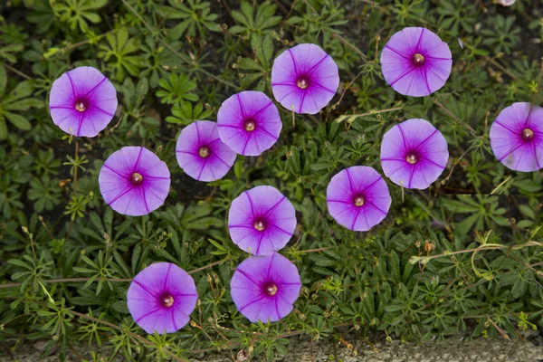 Blomsterarrangemang som närbild vid solnedgången. — Stockfoto